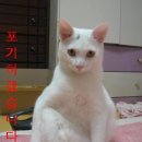 우오 이미지