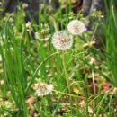 딸기민박 이미지