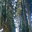 일본 대마도 사스나숲길 이미지