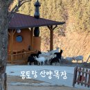 큰마음목장 | 강원도 태백 여행 가볼만한곳, 몽토랑 산양목장 뷰카페 입장료와 체험 후기