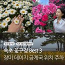 도평시장 | 속초 6월 꽃구경 best3 장미 데이지 금계국 위치 주차 포토존