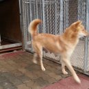 청주진도견연구소 이미지