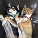 (주)우신 | 강아지 저알러지 · 고단백 간식 닥터독 한우 우신 블리스틱 🐶