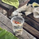 돌고래리조트 이미지