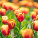 3월 봄꽃 축제 이미지