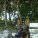 셰퍼트 분양 이미지