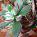 부영농장 이미지