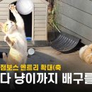 [대한항공 점보스] 귀여운 배구단 고양이들 보러와주세요( ᵕ̩̩ㅅᵕ̩̩ ) 이미지