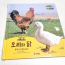 꼬꼬닭/안녕닭 이미지