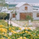 퍼피퍼피(puppy puppy) 이미지