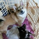 덕구복구