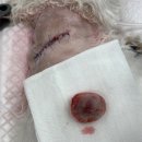 올케어 동물의료센터 이미지