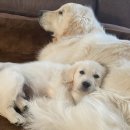 댕댕이천사 이미지