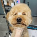 루이앤코코 이미지