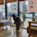 식빵굽냥 이미지