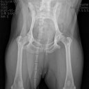 스마트 정형외과 신경외과 동물병원 이미지