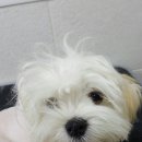 마곡나무 동물병원 이미지