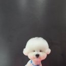 시루 반려견 미용 이미지