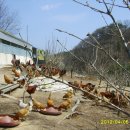 토종닭농장 이미지