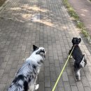 로또애견 용품점 | 일상 포토덤프#4 곧 망고가 자라겠어요...☀️