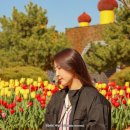 꽃지 팰리스 | 2026 태안 튤립 축제 숙소 BEST 5 및 축제 정보 정리