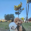 인천강아지분양 판도라독 가정분양 이미지