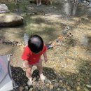 장안로 | 20250810 대전 장태산자연휴양림