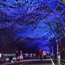 명품 벚꽃 길 이미지