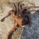 해중슈퍼 | [3박 4일 울릉도 백패킹 여행 3탄] 울릉도문어잡기 거북바위 따개비칼국수