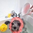 포포펫살롱 이미지