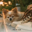 pet 07다6582 | 구리 인창공원과 갈매공원 반려견 놀이터, 직접 다녀보니 달랐던 점들