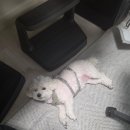 굿데이몽 네이버블로그