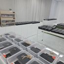 파충류샵크레남매 | 청주 도마뱀 분양 킹크레 금천동 파충류샵 방문 크레 용품 구매후기