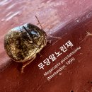 무당알노린재 이미지