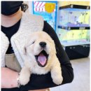 개키우는남자 강아지분양 대구본점 이미지