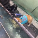 짐더독 | [짐더독] 서울 강아지 재활센터 / 후기,비용,찾아가는길