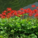 불갑사관광지 이미지