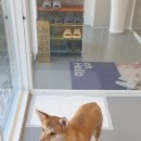 해피독쌤 이미지