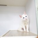 쥬만지캣 네이버블로그