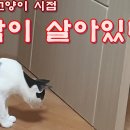 (전지적 고양이 시점) 문짝이 살아있다! The door is alive! 이미지