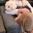 멍이댕이 이미지