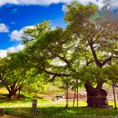 오가리 느티나무-망폭대-단양강잔도-석문-도담삼봉-사인암 이미지