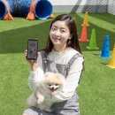 멍냥 펫택시 이미지