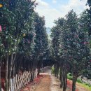 장무공원 화장실 이미지