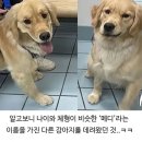 멍멍이 미용실 이미지