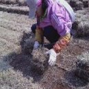 잔디 농장 이미지