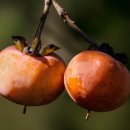 리즈케어 이미지