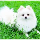 아담스펫 강아지분양 고양이분양 강남점 | 아담스펫 강아지분양 고양이분양 강남점에서 만난 서울고양이분양 이야기