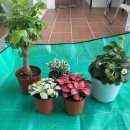 풍경화꽃식물원 이미지