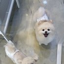 늘, 빛나개 이미지